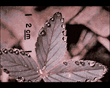 inscription 2fc2a3dcd7fb152e2151c7e5678d44d8b9a16b92e8dae10af4fcda2cf4404a9di0