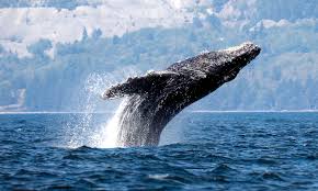 inscription 4ef01ad4d6a45cc9481b8419698767e361daecf790afd24b6cd537f6f287636ci0