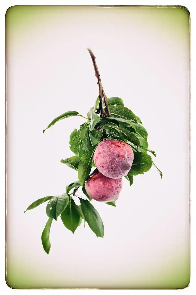 inscription 68cdc69524e561d4b152a2f79b4f342178a4aeac5dd58db819f87f8a5cef68e5i0