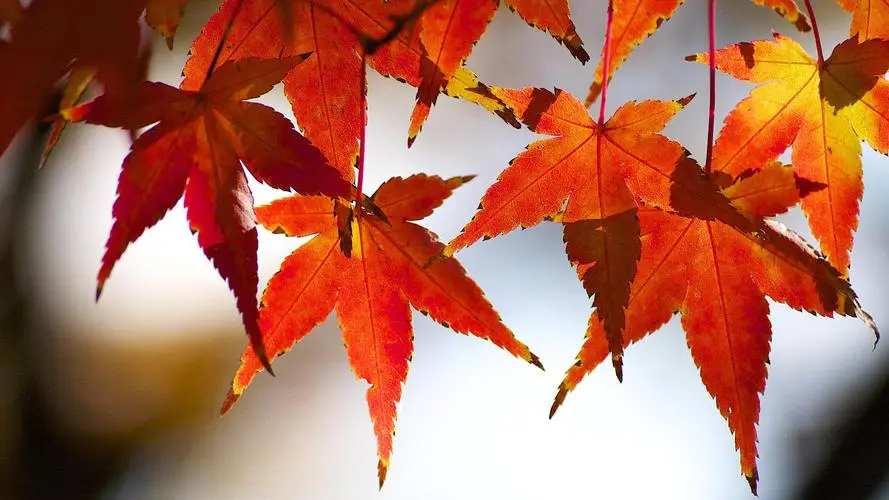 inscription b91cb02168dd6b59328dd5cb6fca522e6a7b6855f5ee27293dbc1fd518f4aaeei0