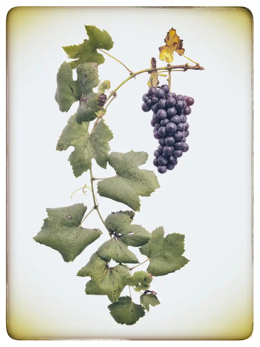 inscription fdeedaecc034af16c3934bc9878a624e4cd2eb50bf86ca668b52f242c93ecae3i0